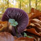 Waldschönheit in Lila: Violetter Lacktrichterling 01