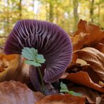 Waldschönheit in Lila: Violetter Lacktrichterling 01