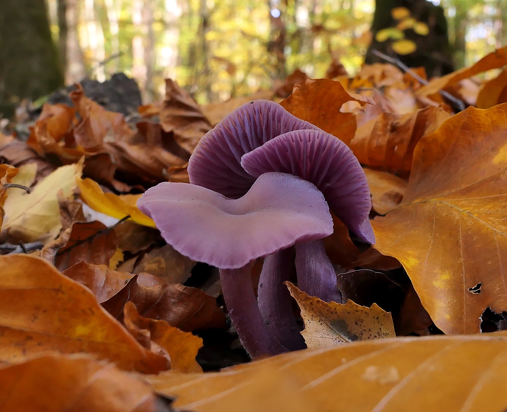 Waldschönheit in Lila: Violetter Lacktrichterling 02