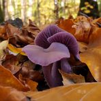 Waldschönheit in Lila: Violetter Lacktrichterling 02
