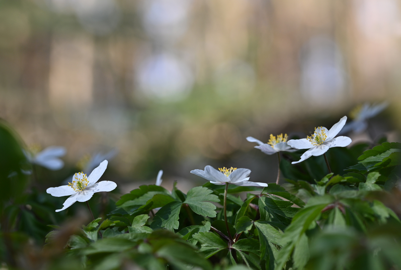 Waldschönheiten