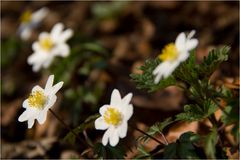 Waldschönheiten