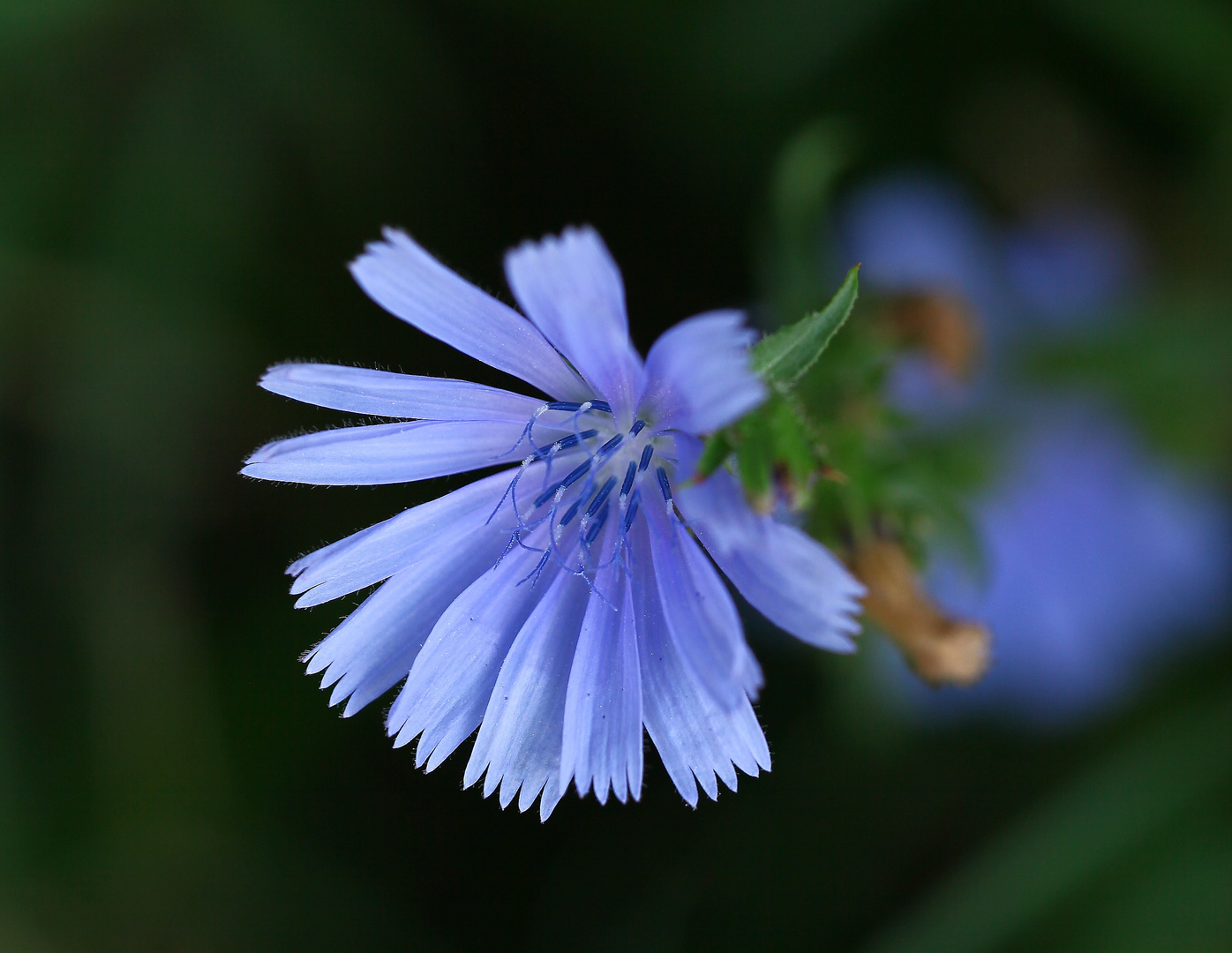 waldschönheiten