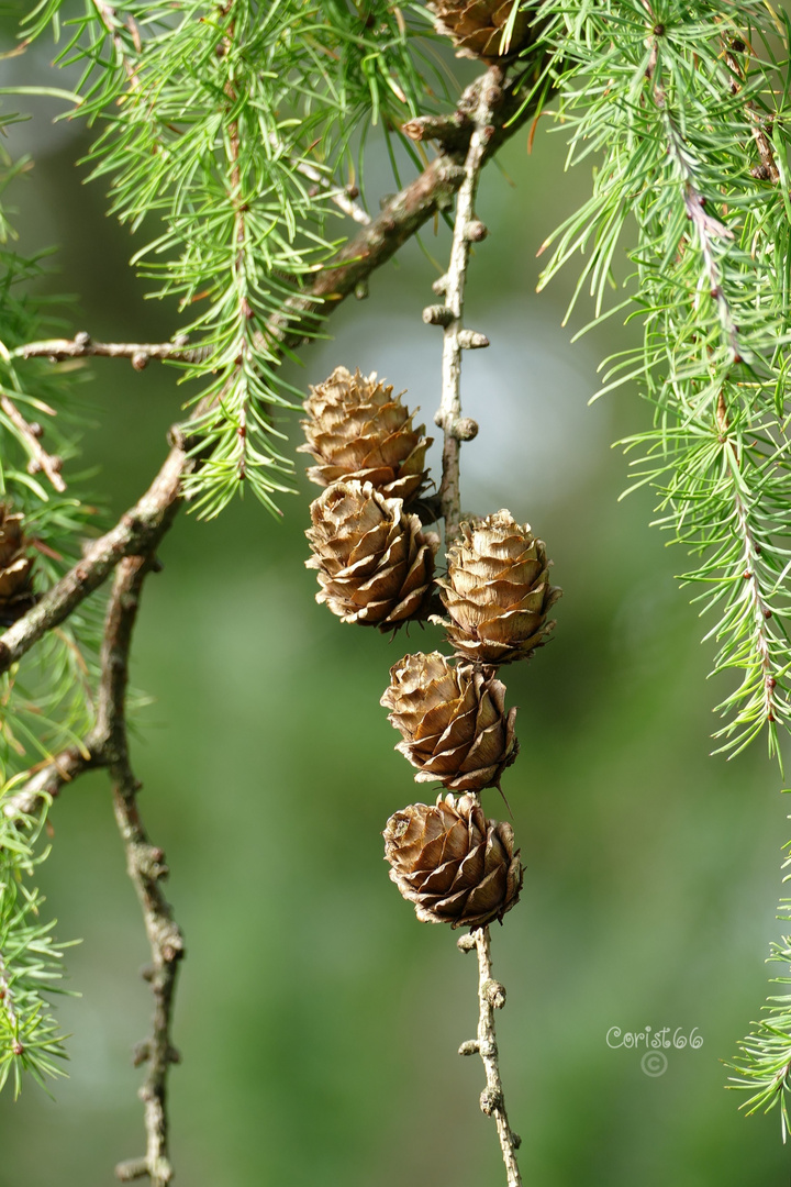 Waldschönheiten