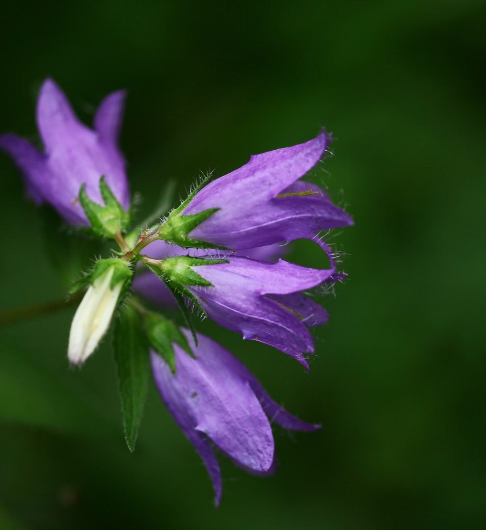 waldschönheiten