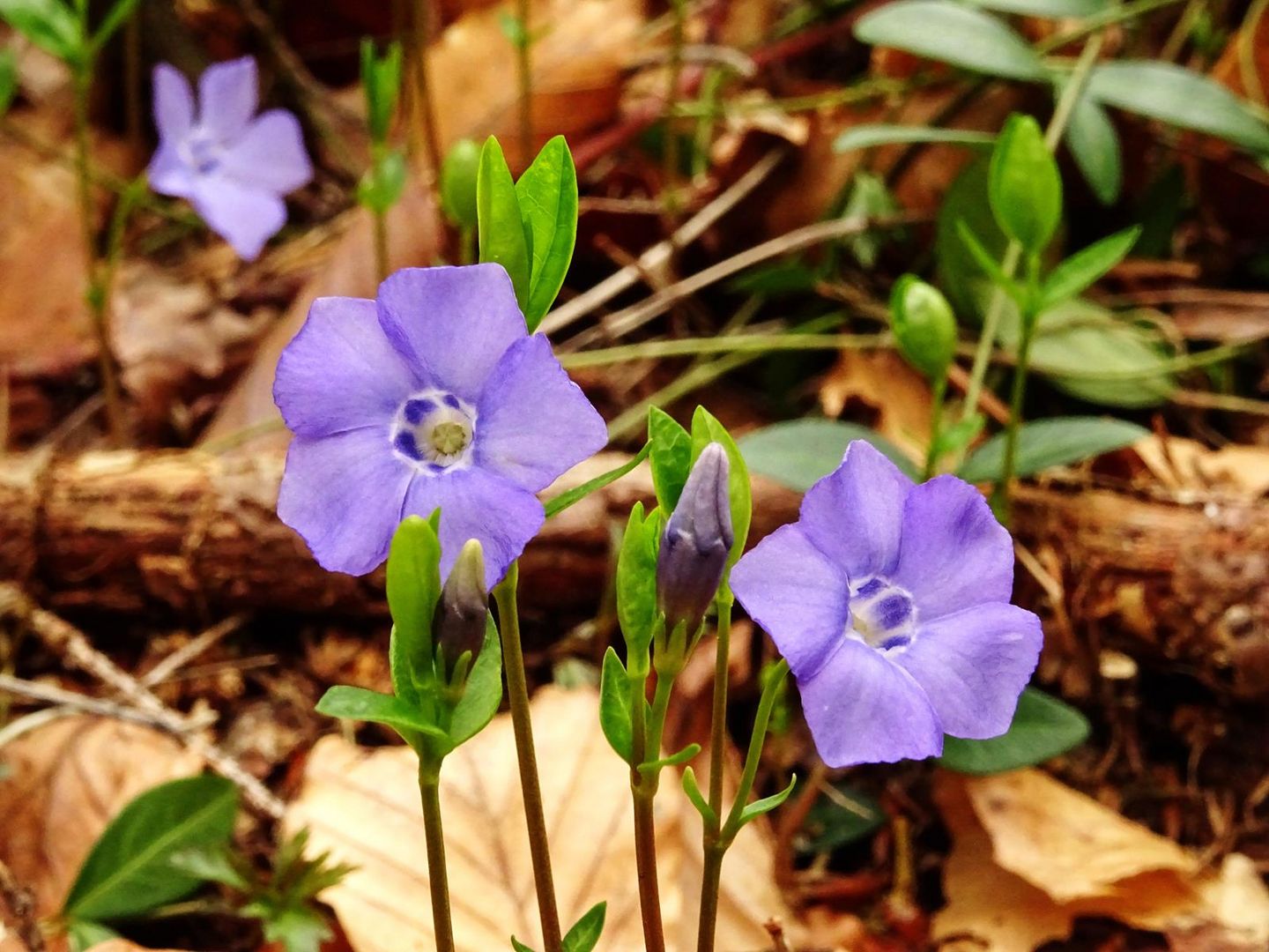 Waldschönheiten