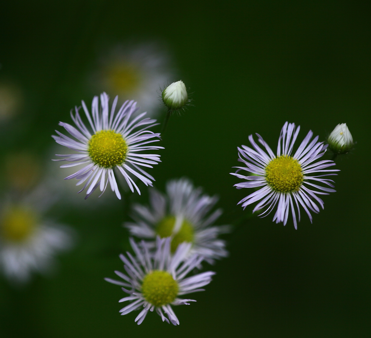 waldschönheiten