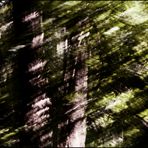 Waldschratfotografie (3)