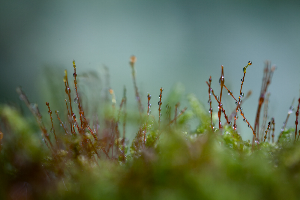 waldschratregentage