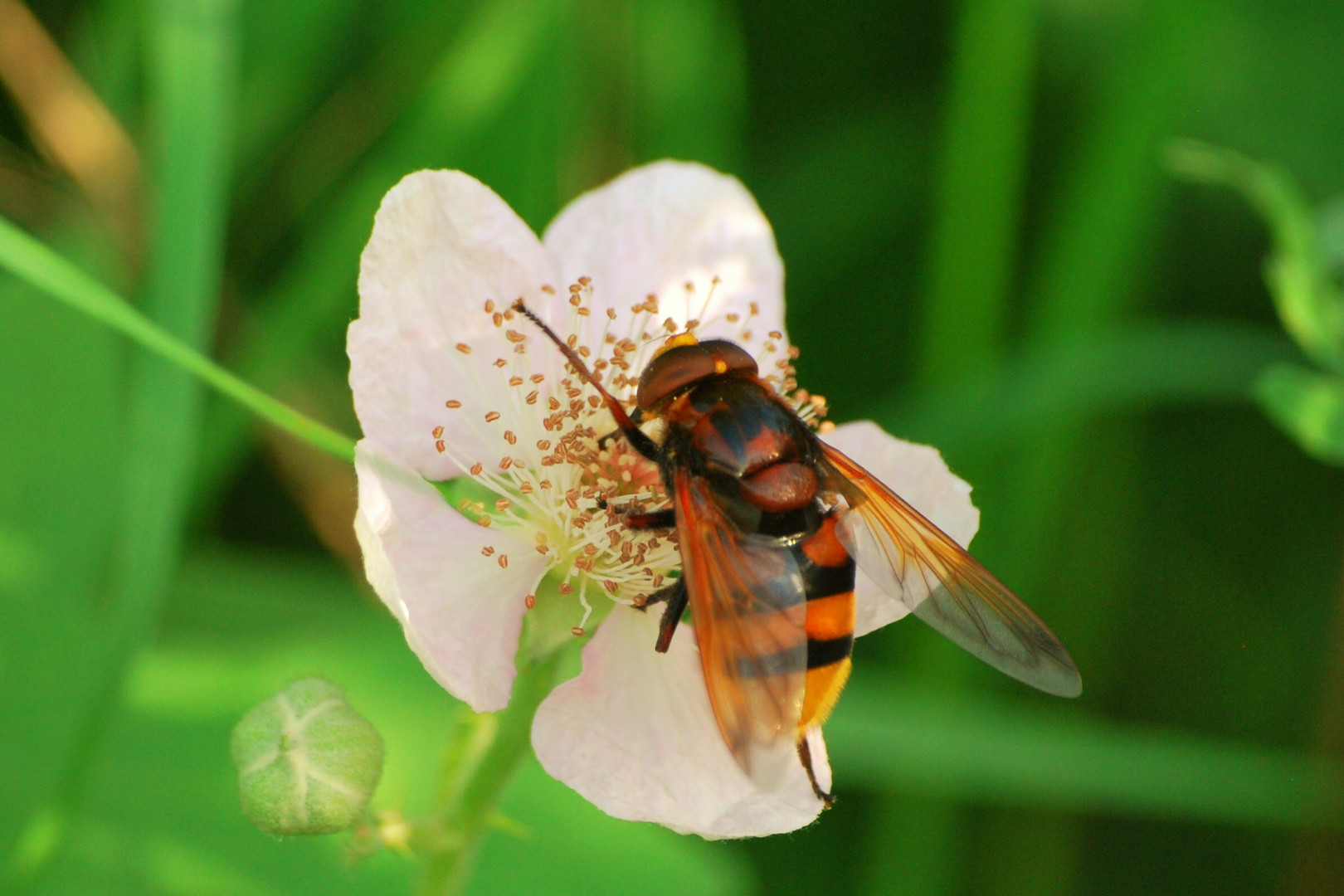 Waldschwebefliege