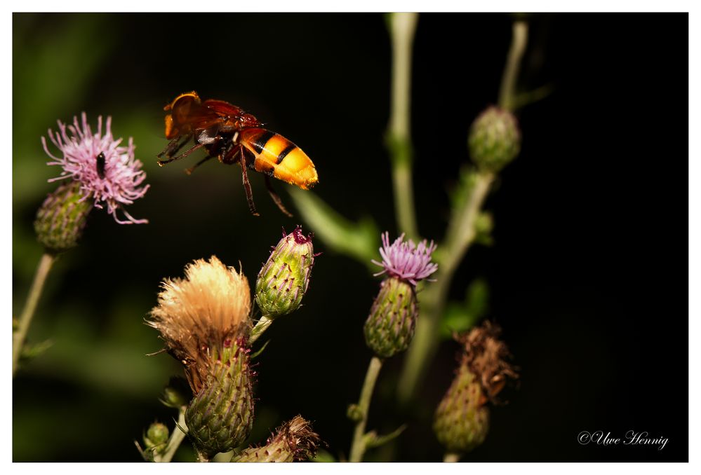 Waldschwebefliege / Hornissenschwebefliege