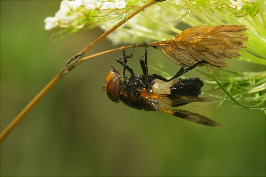  Waldschwebfliege