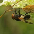  Waldschwebfliege