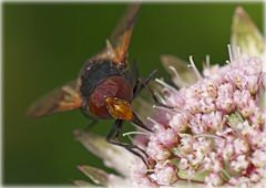 Waldschwebfliege (2)