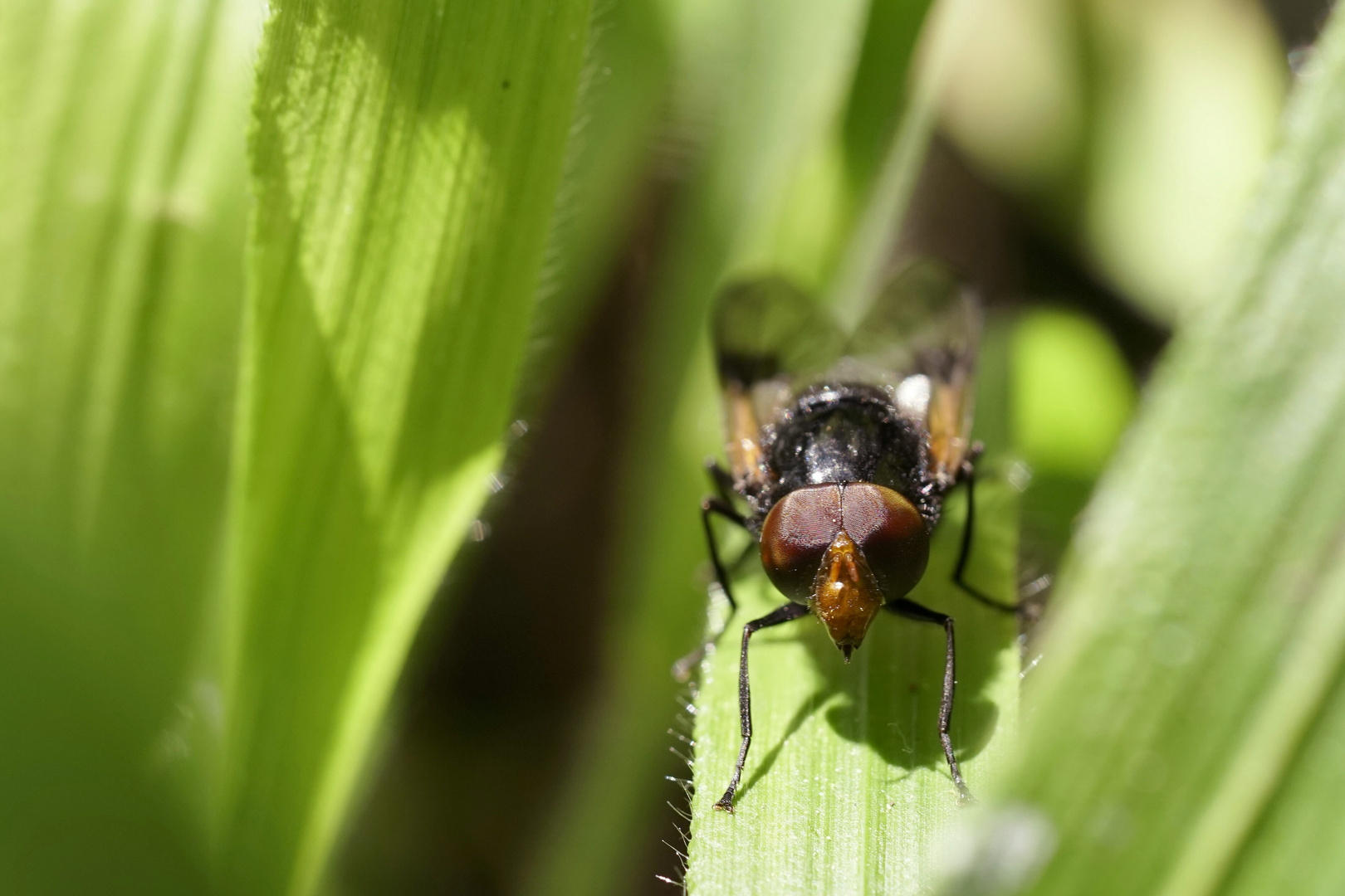 Waldschwebfliege