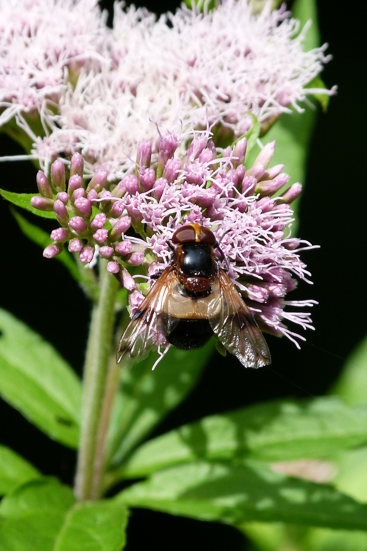 Waldschwebfliege