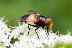 Waldschwebfliege