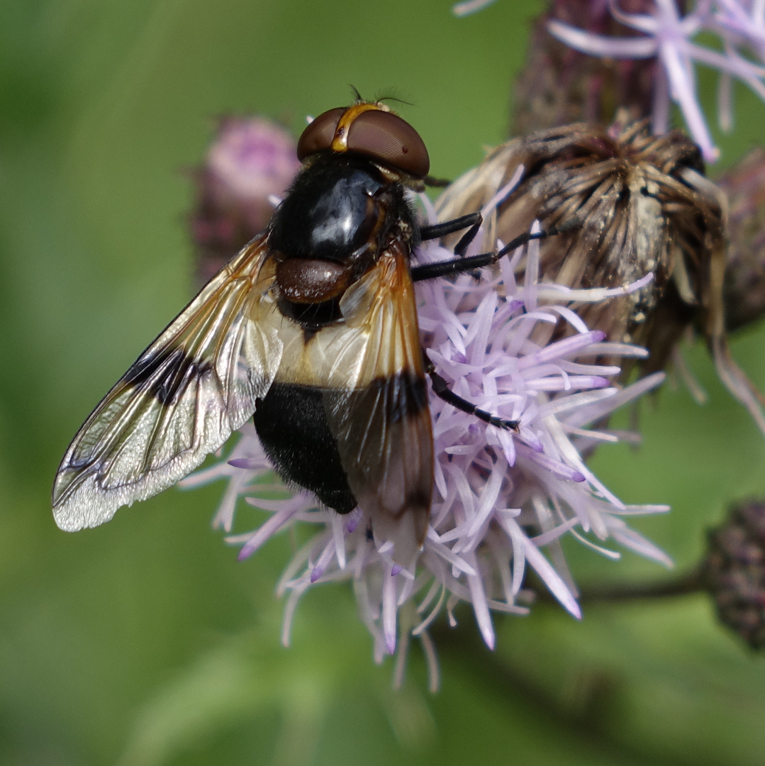 waldschwebfliege