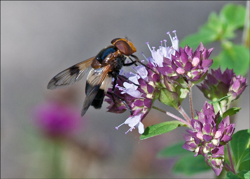 Waldschwebfliege