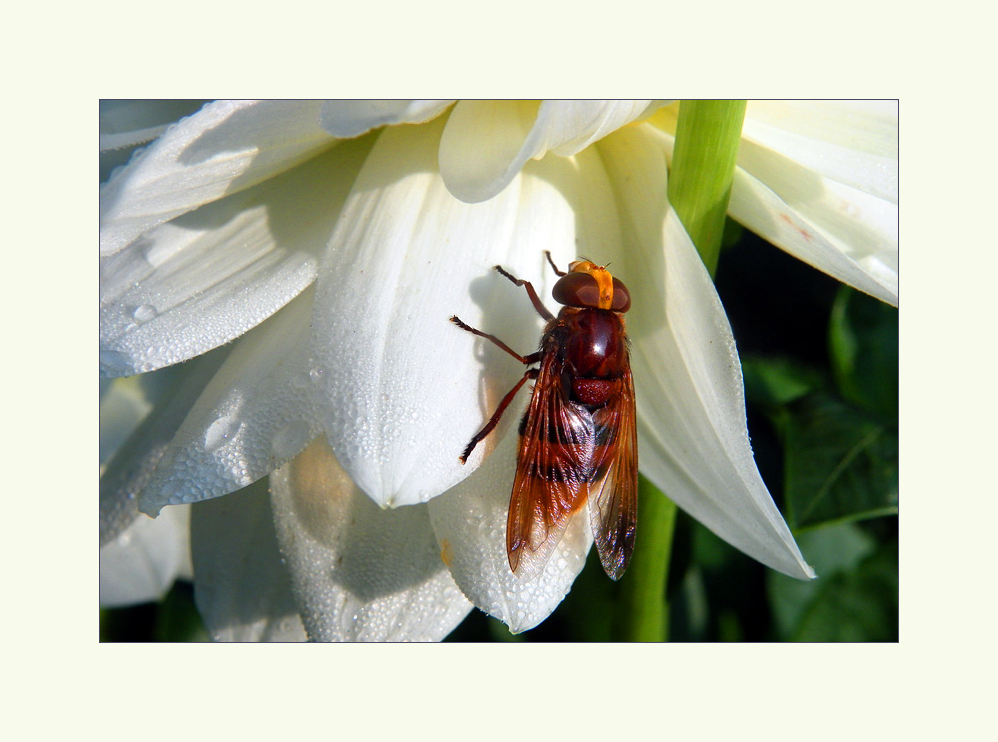 Waldschwebfliege