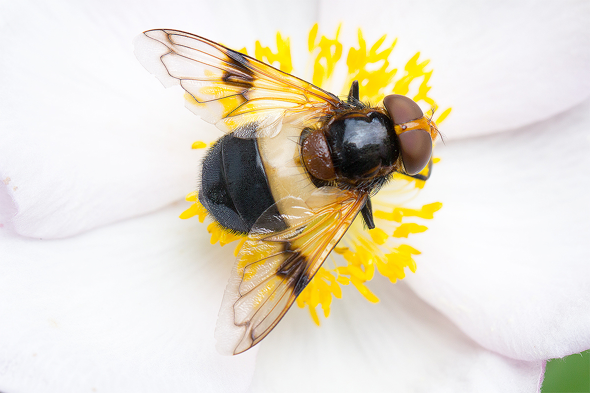 Waldschwebfliege