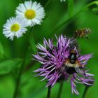 Waldschwebfliege und Biene an Bergflockenblume