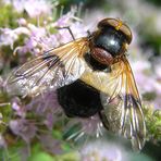 Waldschwebfliege, Volucella pellucens