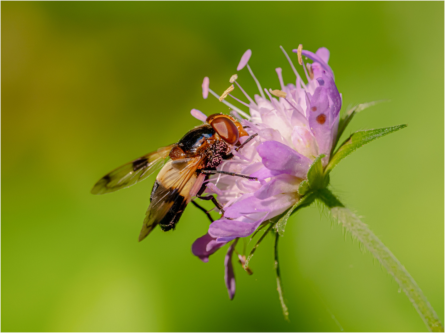 Waldschwebi besucht Waldwitwenblume