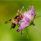 Waldschwebi besucht Waldwitwenblume