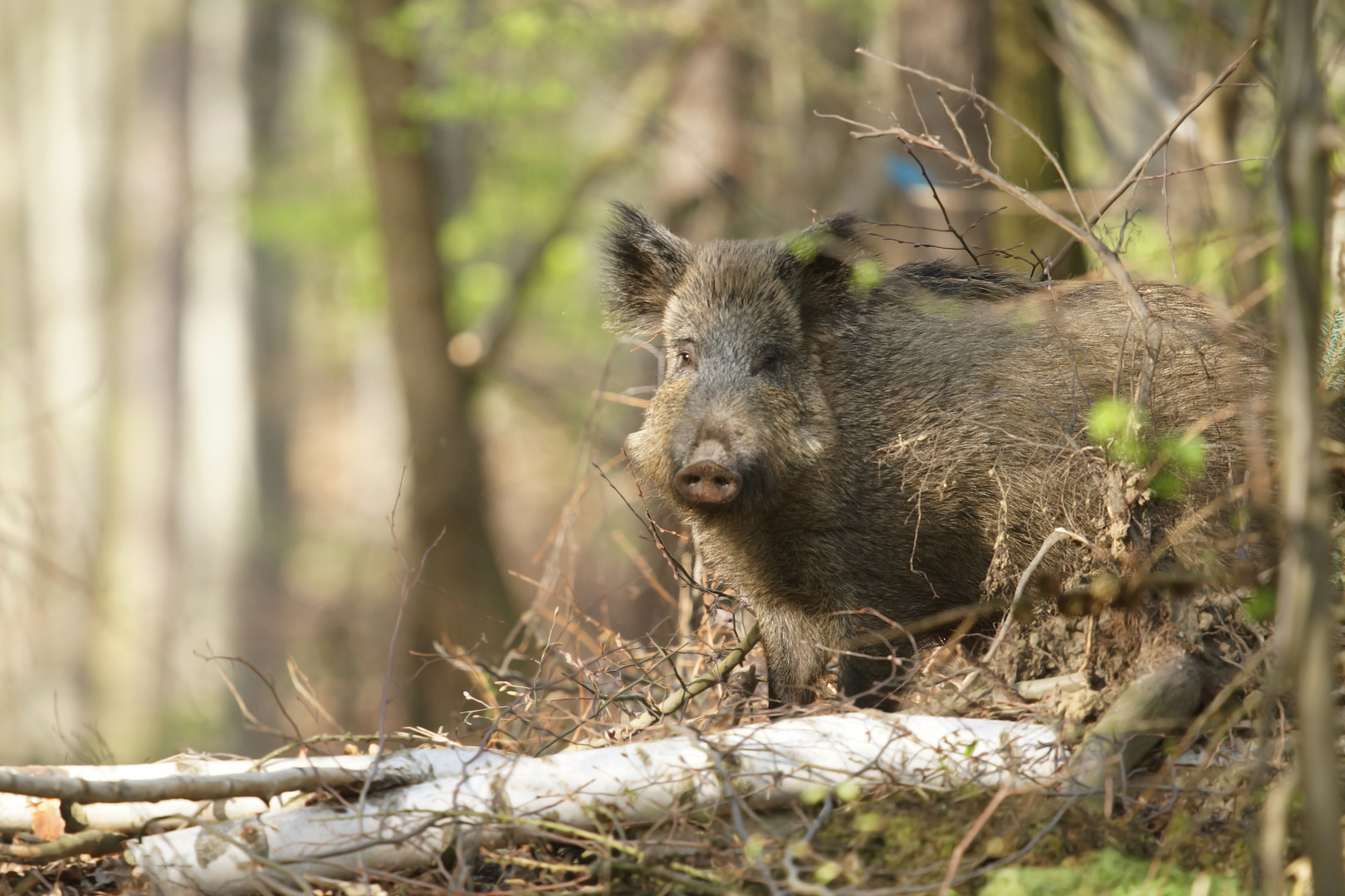 WaldSchwein