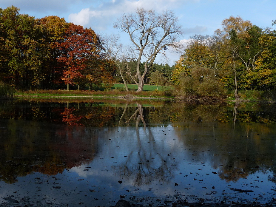 Waldsee