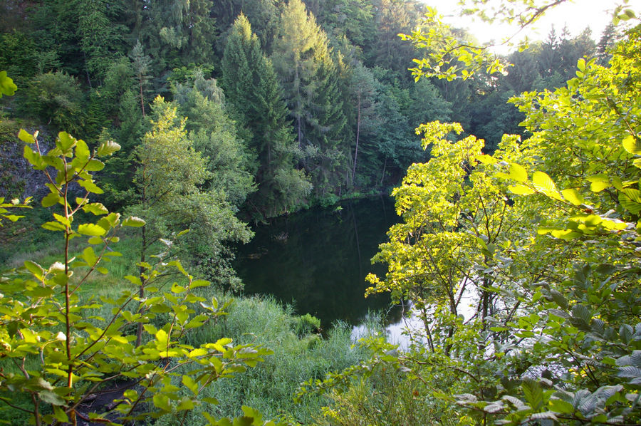 Waldsee 1