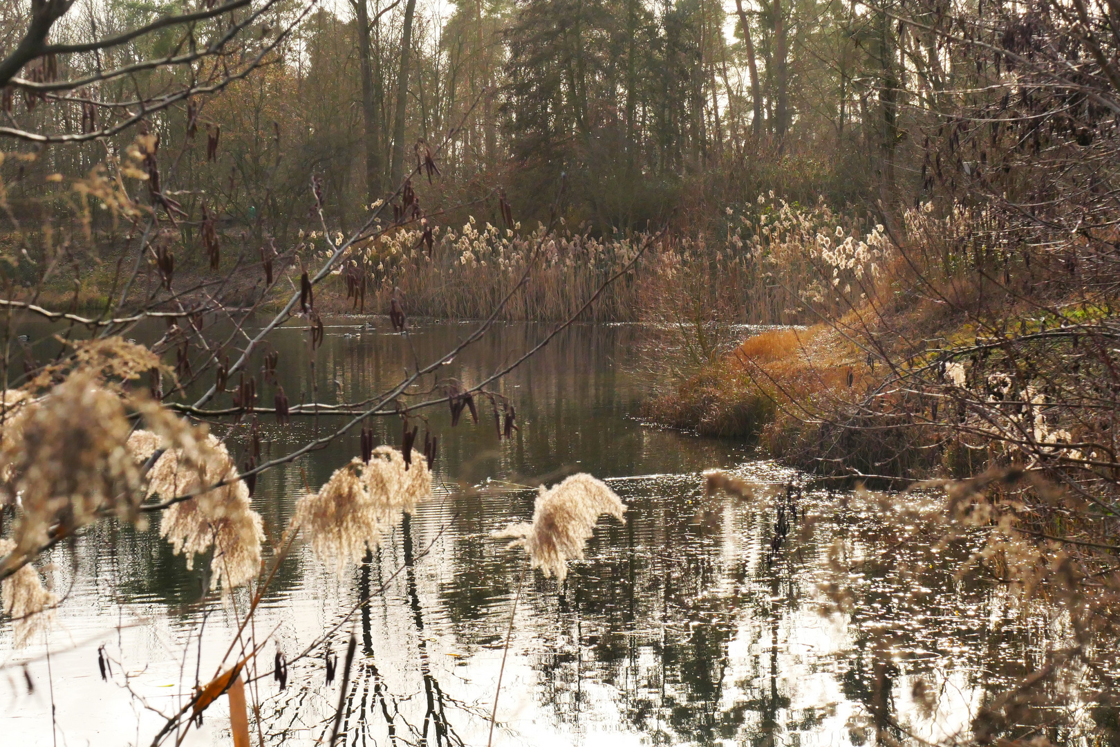 Waldsee 1