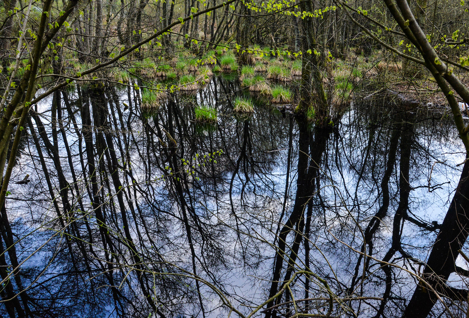 Waldsee 1