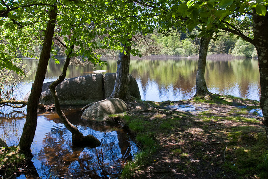 Waldsee