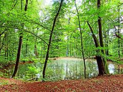 Waldsee