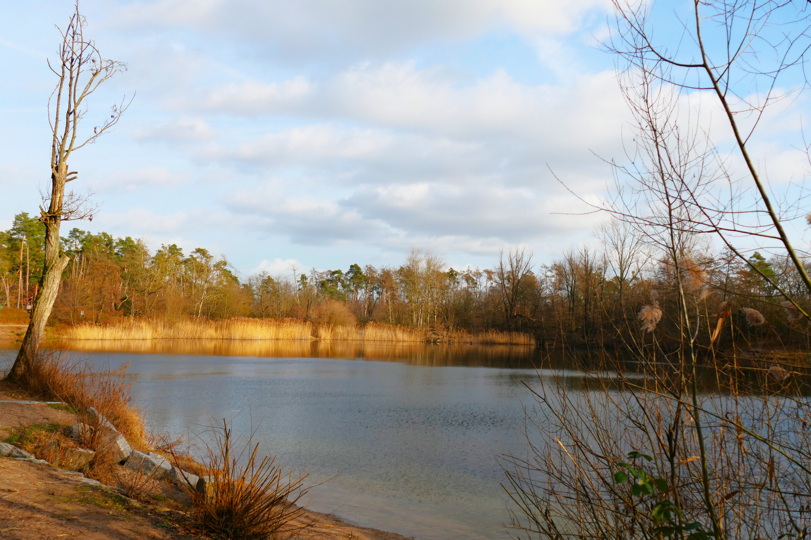 Waldsee 2