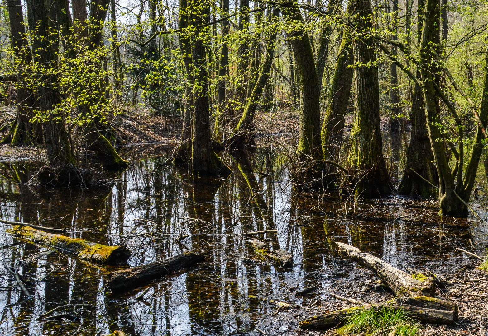 Waldsee 2