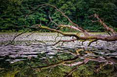 Waldsee