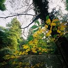 Waldsee