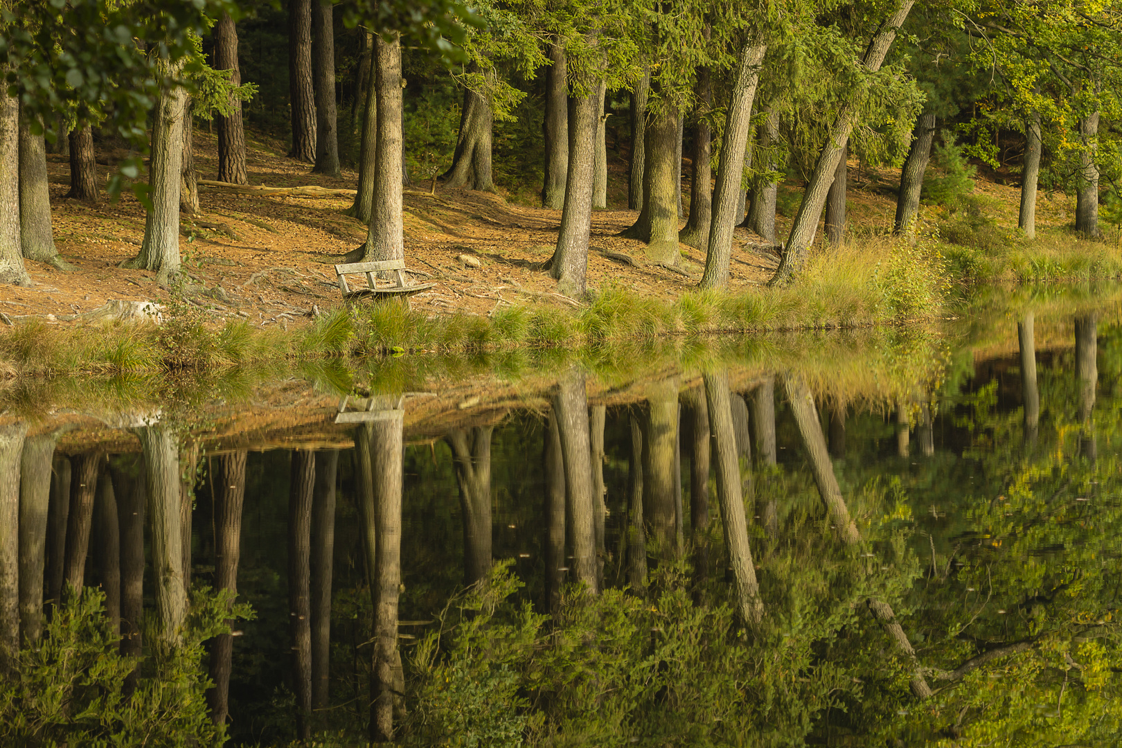 Waldsee