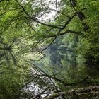 Waldsee