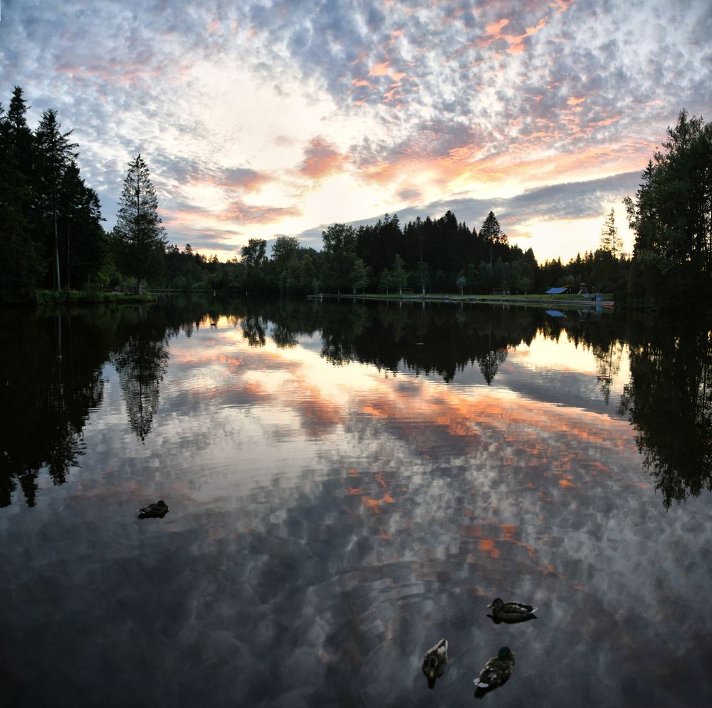 waldsee