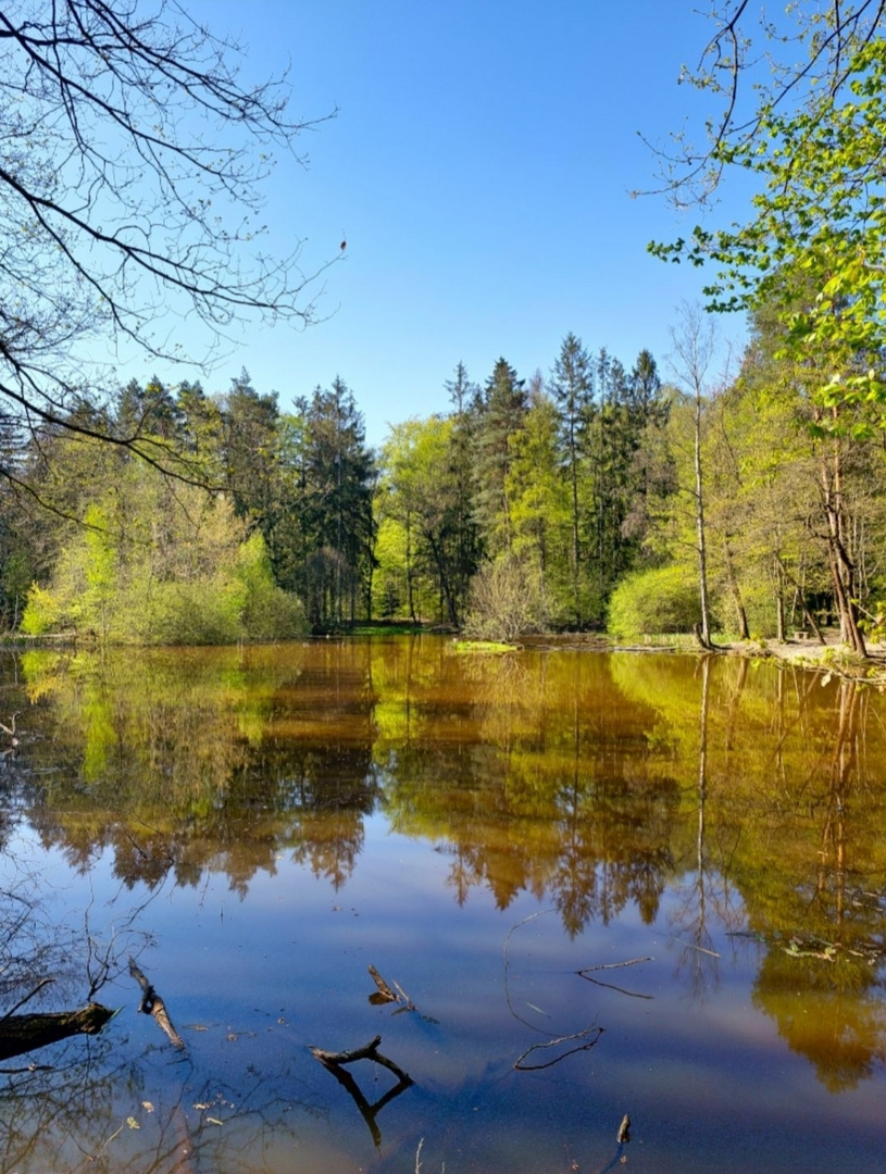 Waldsee