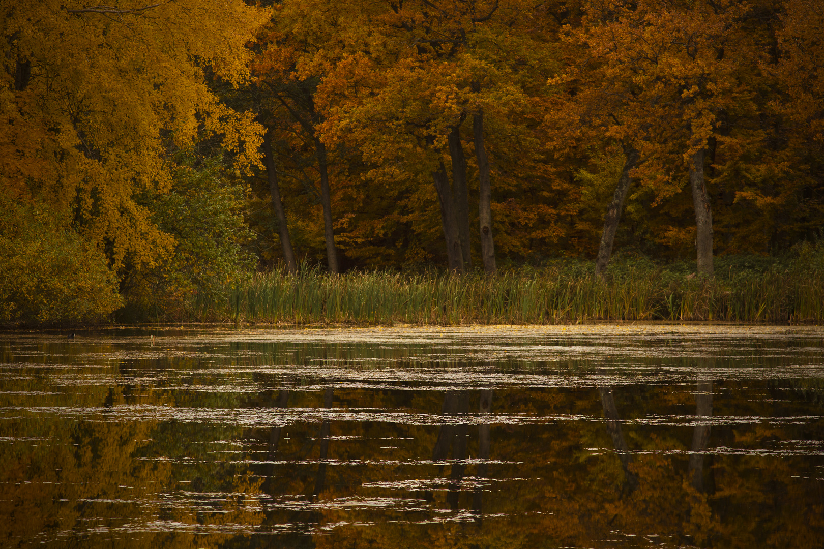 Waldsee