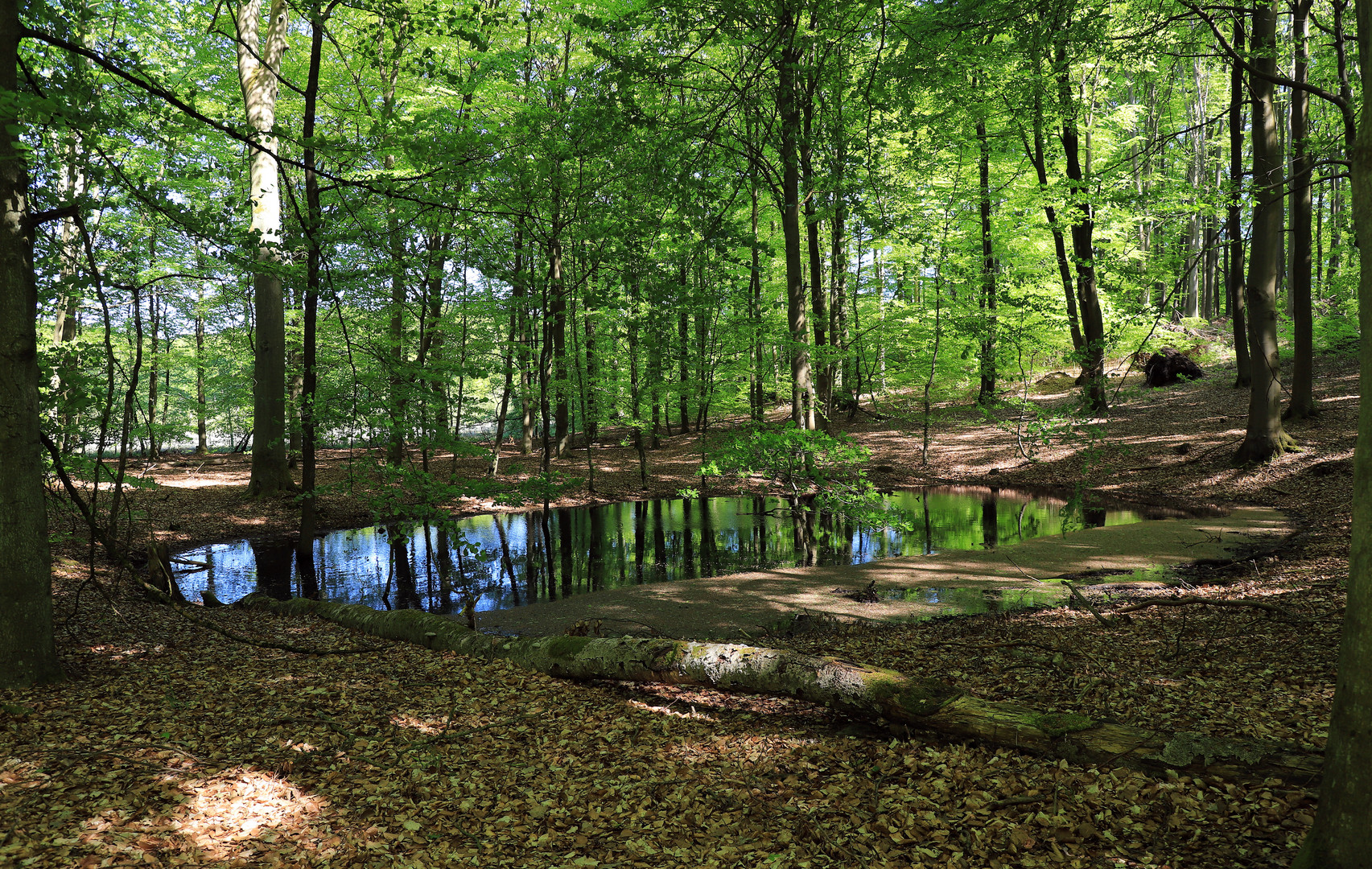 waldsee