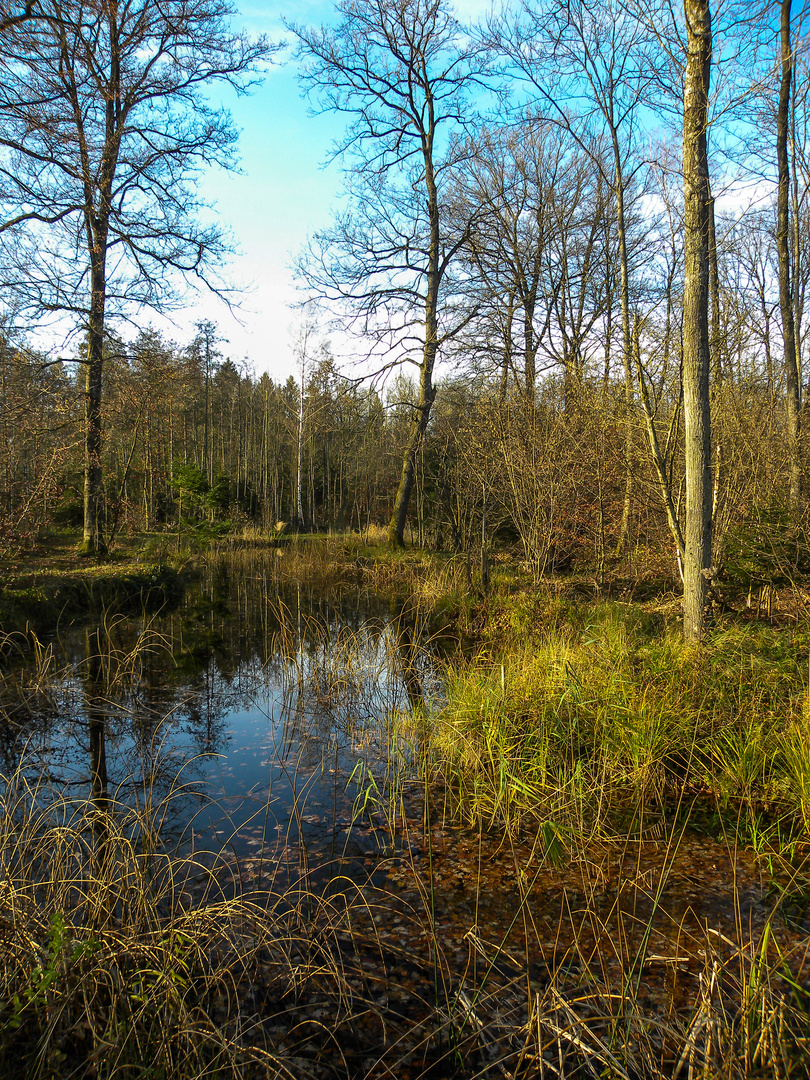 Waldsee