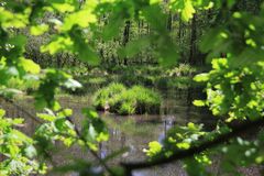 Waldsee