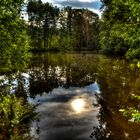 Waldsee am Nachmittag