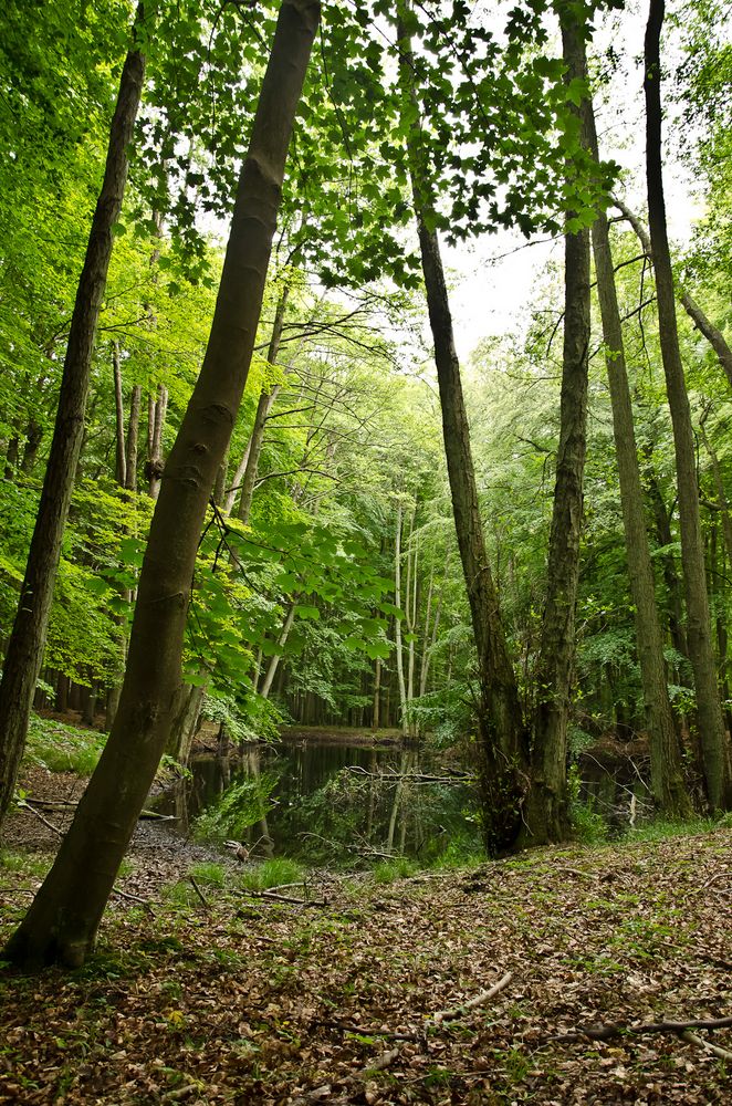 Waldsee auf Rügen im Buchenwald